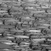 barracuda_blackfin_er_v_0705_png1119_bw.jpg